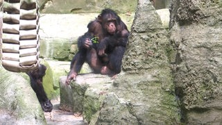 Ein Affe sitzt auf einem Stein.