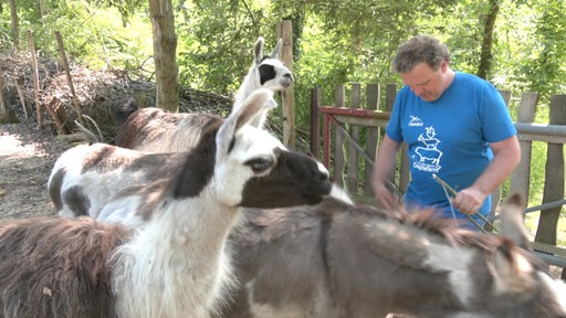 Es ist der Berteiber der Dreptefarm mit mehreren Alpakas zu sehen.