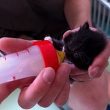 Eine kleine Katze wird mit der Flasche gefüttert.