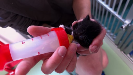 Eine kleine Katze wird mit der Flasche gefüttert.