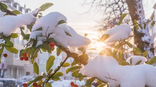 Auf dem Ast eines Baumes liegt Schnee.