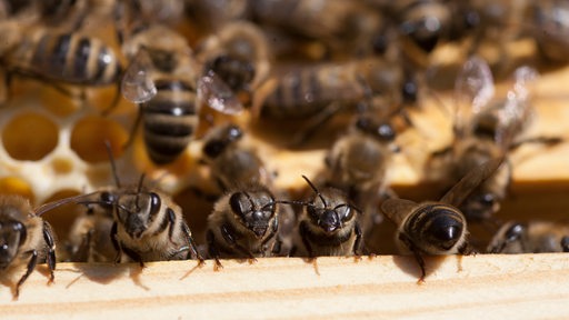 Honigbienen