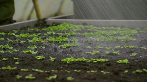 Ein Hochbeet mit kleinen Pflanzenblättern wird gegossen