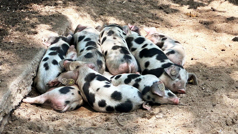 Schlafende Bentheimer Ferkel liegen in einem Haufen zusammen im Gehege im Bürgerpark in Bremen