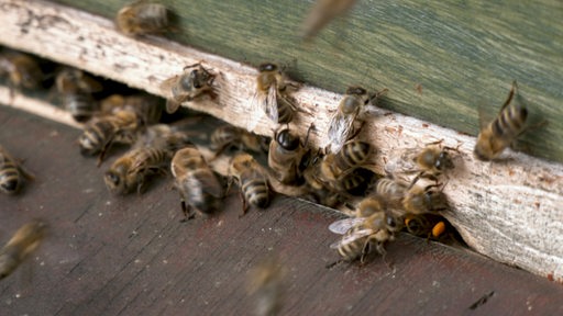 Bienen am Eingang eines Bienenstocks