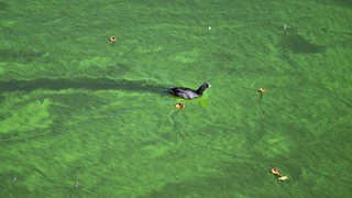 Ein Wasservogel durchquert einen Teppich aus Blaualgen.