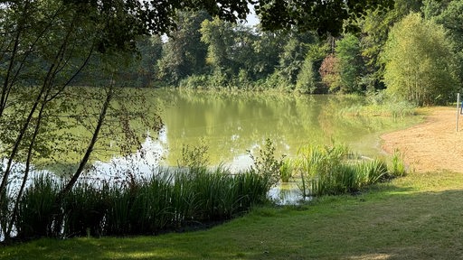 Blick auf ein Seeufer. Das Wasser ist grünlich.