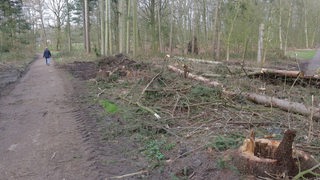 Gefällte Bäume im Bremerhavener Bürgerpark