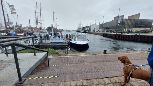 Ein Ausflugsschiff liegt in einem Hafen, an Land steht ein Hund.