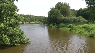 Ein Fluss fließt durch einen lichten Wald.