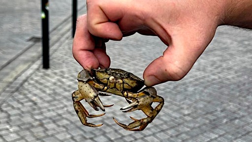 Eine Hand hält eine "Gemeine Strandkrabbe" vor dem Bremer Hauptbahnhof