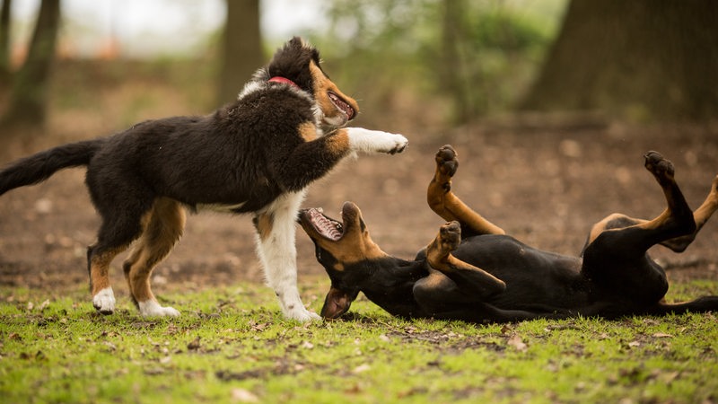 Hundewelpen spielen bei einer Welpenspielstunde