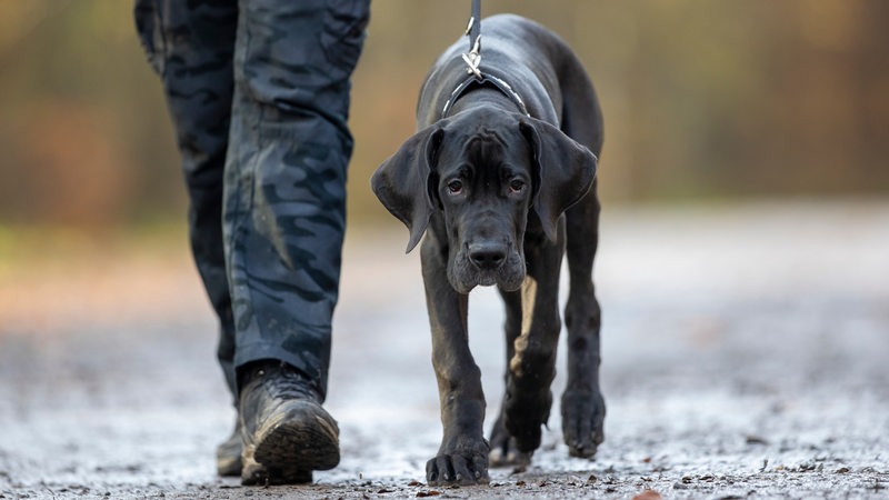 Ein Mann führt einen Hund an der Leine