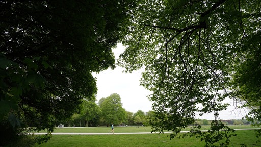 Blick aus dunklem Gebüsch auf einen Stadtpark