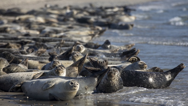 Viele Seehunde liegen an einem Strand.