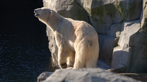 Ein eisbär steht am Wasser auf einem Felsen.