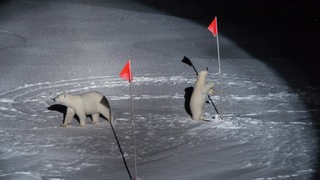 Eine Aufnahme der Fotografin Esther Horvaths, auf dem eine Eisbärin und ihr Junges zu sehen sind.