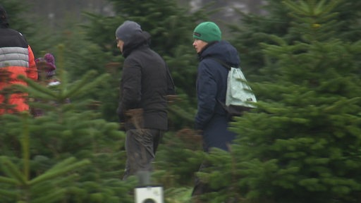 Mehrere Personen gehen auf der Suche nach einem geeigneten Weihnachtsbaum über ein Feld voller Tannen