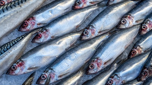 Frischer Hering liegt zum Verkauf auf einem Fischmarkt aus.