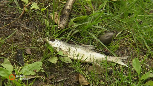 Ein toter Fisch auf einer Wiese