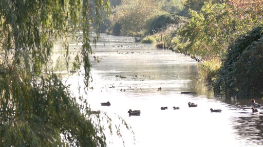 Mehrere Enten schwimmen über einen Fluss