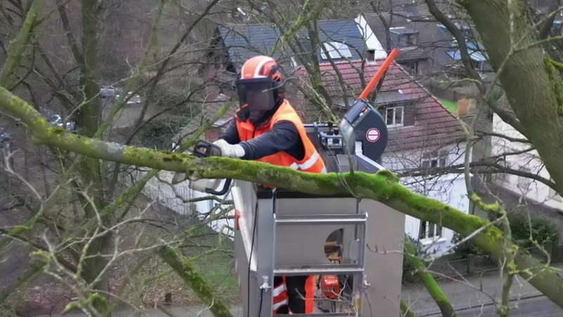 Der Mitarbeiter des Umweltbetrieb Bremen sägt einen Ast. 