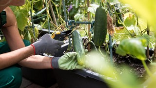 Eine Frau erntet in einem Garten eine selbst angebaute Gurke.