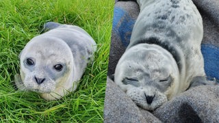 Das gefundene Seehundbaby liegt im Fischereihafen (Montage)