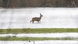 Ein Reh stakst über eine überflutete Wiese.