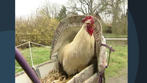 Ein dressiertes Huhn sitzt in einem Kinderwagen