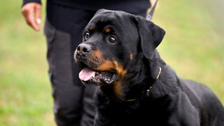 Ein schwarzer Rottweiler mit seinem Besitzer an der Leine.