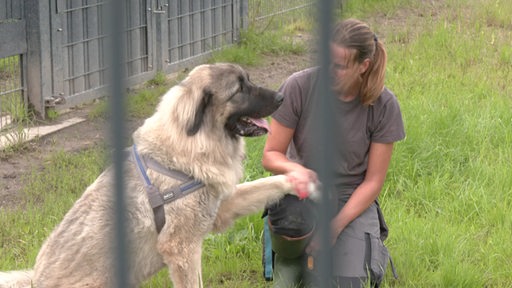 Zu sehen ist ein Hund in einem Tierheim, welcher der Mitarbeiterin pfötchen gibt.