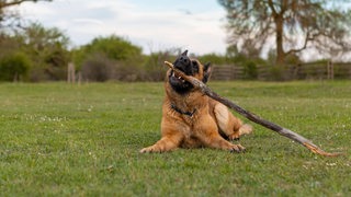 Ein Schäferhund spielt mit einem Stock, während er auf einer Weise liegt.