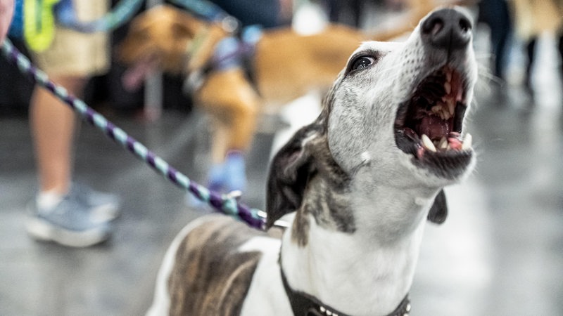 Ein Hund an der Leine bellt in die Kamera.