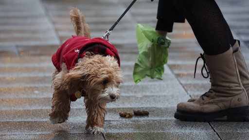 Ein Hund hat auf einem Gehweg einen Haufen hinterlassen, Frauchen hebt es mit einem Kotbeutel auf.