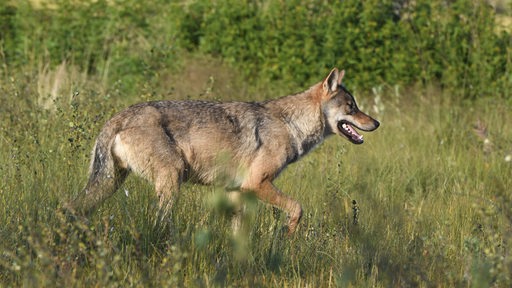 Ein Wolf läuft über eine Wiese.