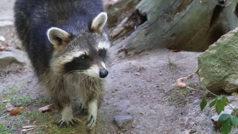 Ein Waschbär schleicht über Waldboden.