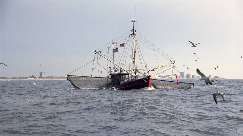 Ein Fischerboot fährt zum Fischfang hinaus in die Nordsee. Möwen umkreisen den Kutter.