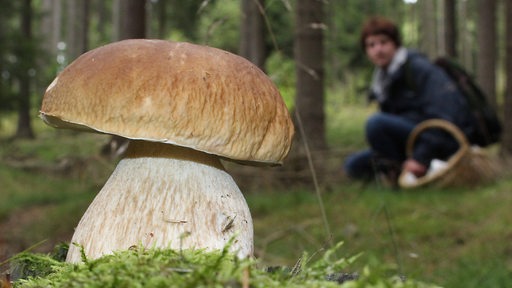 Eine Pilsammlerin im Wald, im Vordergrund ein Steinpilz (Symbolbild)