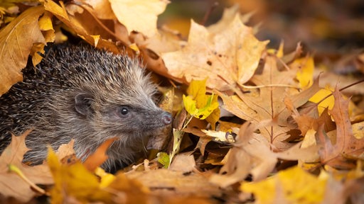 Ein Igel streckt seinen Kopf aus einem Laubhaufen im Herbst.