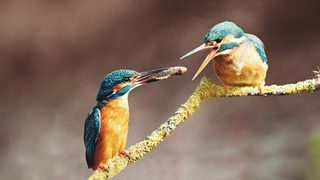 Ein rötlich-blau gefärbtes Eisvogelmännchen sitzt auf einem Ast und überreicht mit dem Schnabel seinem Weibchen einen kleinen Fisch.