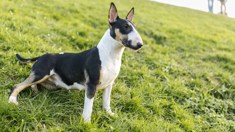 Bullterrier blickt von einem Hügel