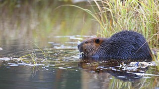 Ein Biber sitzt in einem Wasserlauf