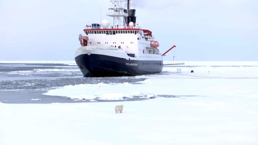 Das Forschungsschiff Polarstern im Eis mit einem Eisbären.