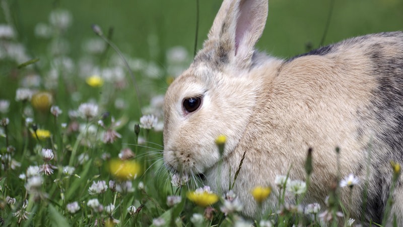 Ein hellbraunes Kaninchen sitzt auf einer Wiese zwischen blühendem Klee.