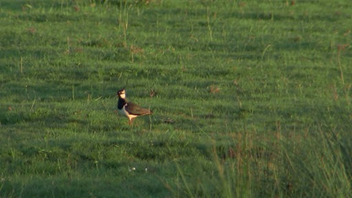 Ein Kiebitz, ein schwarz-weißer Vogel, steht auf einer grünen Wiese.