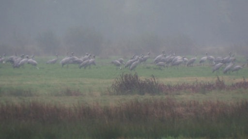 Ein Schwarm an Kranichen auf einer Wiese