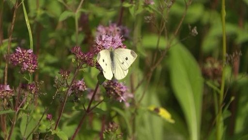 Schmetterling auf Blüte mit Gewächs im Hintergrund.