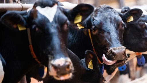 Milchkühe stehen in einem Stall 