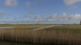 Zu sehen ist eine Wiese der Luneplatte, welche mit gewässern durchzogen ist.